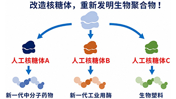 【JST事業成果】在試管內成功合成核糖體，有望用於開發有用物質