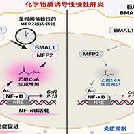 九州大學闡明生物鐘蛋白BMAL1促進發炎的新機制