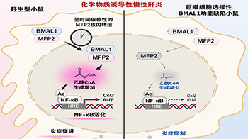 九州大學闡明生物鐘蛋白BMAL1促進發炎的新機制