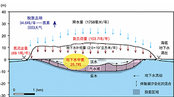 熊本大與地球研：地下淡水層可淨化約三分之一地表氮污染，定量評估自然淨化能力