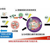 【JST事業成果】明確引發巴金森氏症的α-突觸核蛋白的聚集機制
