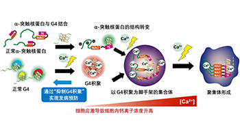 【JST事業成果】明確引發巴金森氏症的α-突觸核蛋白的聚集機制