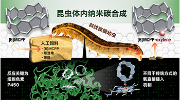 【JST事業成果】昆蟲「吃」出來的奈米碳：奈米碳合成的新方法