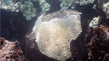 美國國家海洋和大氣管理局預測珊瑚白化暫時平息，但或因聖嬰再次發生