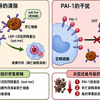 東海大與東北大闡明炎症遷延的生理機制， PAI-1抑制有望應用於炎症性疾病及組織再生治療