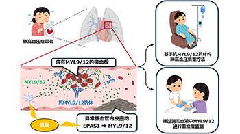 千葉大學鑑定出導致難治性疾病「肺高血壓症」惡化的蛋白質「MYL9/12」，會引發血管結構惡化