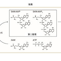 東京大學發現可誘導細胞死亡的新型信使物質
