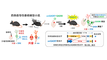 群馬大學開發針對難治性癲癇的新型基因療法，利用超小型GAD67啟動子抑制發作