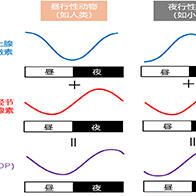 九州大學揭示夜間眼壓升高機制：兩種激素波動疊加所致