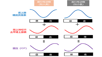 九州大學揭示夜間眼壓升高機制：兩種激素波動疊加所致