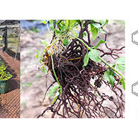 近畿大學等發現植物染料「日本茜」的紅色成分可抑制老化與炎症，有望成為新型功能性材料