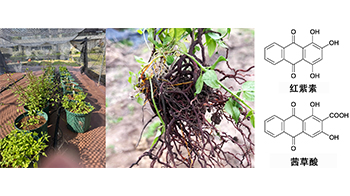 近畿大學等發現植物染料「日本茜」的紅色成分可抑制老化與炎症，有望成為新型功能性材料