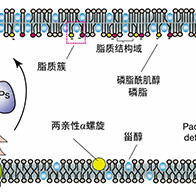 大阪大學開發出膜脂質視覺化工具，使脂質探針的高效開發成為可能
