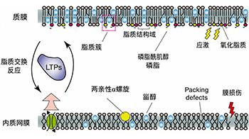 大阪大學開發出膜脂質視覺化工具，使脂質探針的高效開發成為可能