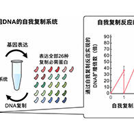 立教大學在試管內構建長鏈人工基因組DNA自我複製系統，有望實現攜帶大量基因的人工細胞