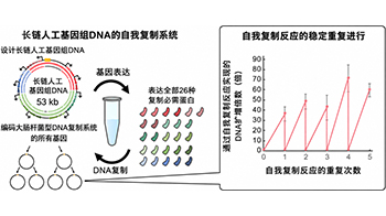 立教大學在試管內構建長鏈人工基因組DNA自我複製系統，有望實現攜帶大量基因的人工細胞