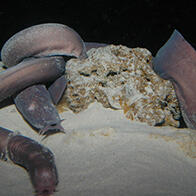 沖繩美麗海水族館利用鯊魚人工羊水驅除紫黏盲鰻寄生蟲
