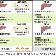 日本東北大學闡明降血糖激素脂聯素在熱量限制狀態下的作用，其效應受飲食條件和性別影響