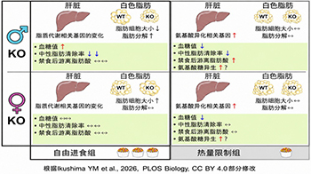 日本東北大學闡明降血糖激素脂聯素在熱量限制狀態下的作用，其效應受飲食條件和性別影響