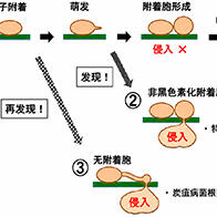 信州大學發現嚴重危害農作物的炭疽病菌可通過多種途徑侵入植物並完成侵染