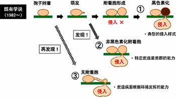 信州大學發現嚴重危害農作物的炭疽病菌可通過多種途徑侵入植物並完成侵染