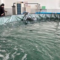 HoloBio公司將於8月啟動高級魚「星鰈」的陸上養殖，透過投餵腸道細菌實現個體壯碩