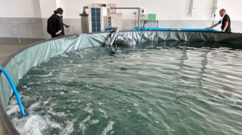 HoloBio公司將於8月啟動高級魚「星鰈」的陸上養殖，通過投餵腸道細菌實現個體壯碩
