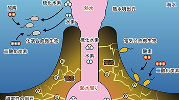 深海熱液噴口附近的微生物通過「電合成」而非「光合作用」實現增殖