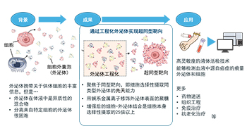 東京大學開發特定外泌體分選技術，有望用於癌症檢測、藥物遞送及抗衰老治療