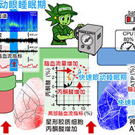 日本東北大學發現「做夢大腦的能量悖論」——腦內代謝能量供給增加，神經元ATP減少