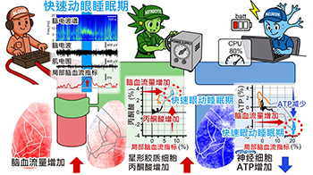日本東北大學發現「做夢大腦的能量悖論」——腦內代謝能量供給增加，神經元ATP減少