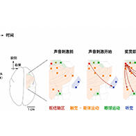 「好事即將發生時」大腦處於怎樣的狀態？東京大學發現連接期待與行為的腦區