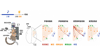 「好事即將發生時」大腦處於怎樣的狀態？東京大學發現連接期待與行為的腦區