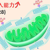 北海道大學開發人工設計粒線體「e-MITO」，成功提高細胞導入效率並實現功能調控