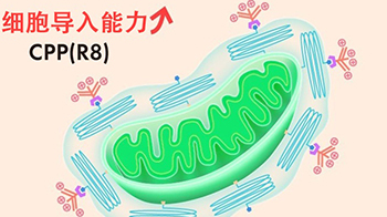 北海道大學開發人工設計粒線體「e-MITO」，成功提高細胞導入效率並實現功能調控