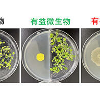 廣島大學揭示微生物釋放的「氣味」可促進植物生長，有望進入農業應用