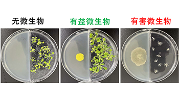 廣島大學揭示微生物釋放的「氣味」可促進植物生長，有望進入農業應用