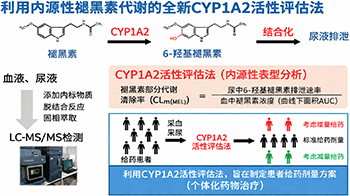 東京藥科大學以褪黑素代謝為指標評估藥物代謝酵素活性，無需測試藥物
