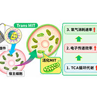 北海道大學等開展國際合作研究，利用奈米膠囊向細胞內導入成分，實現粒線體功能的外部調控
