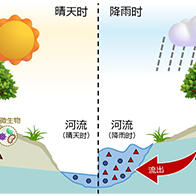 名古屋大學破解降雨導致河水硝酸增加之謎，查明源自上游森林亞表層流出