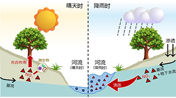 名古屋大學破解降雨導致河水硝酸增加之謎，查明源自上游森林亞表層流出