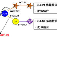 靜岡縣立大學等發現新型糖鏈修飾：一處氨基酸差異可大幅改變糖鏈結構並抑制Notch1信號
