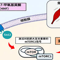 大阪公立大學發現誘導肌肥大的新分子通路，黑姜成分可激活肌肥大信號