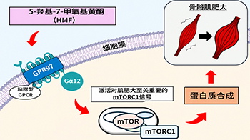大阪公立大學發現誘導肌肥大的新分子通路，黑姜成分可激活肌肥大信號