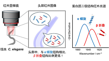 名古屋工業大學與大阪公立大學利用紅外線實現活體線蟲蛋白質結構分佈可視化，有望用於闡明神經退行性疾病機制及藥物研發