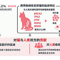 理研發現貓也可能存在與人類共通的遺傳性腫瘤易感機制