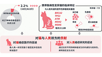 理研發現貓也可能存在與人類共通的遺傳性腫瘤易感機制