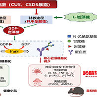 日本東北醫科藥科大學與燒津水產化學工業研究發現腦腸軸密切互動，海藻中的L-岩藻糖有望緩解慢性應激