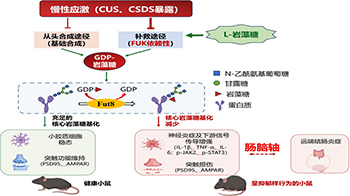 日本東北醫科藥科大學與燒津水產化學工業研究發現腦腸軸密切互動，海藻中的L-岩藻糖有望緩解慢性應激