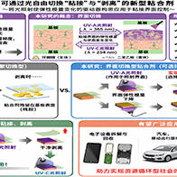 大阪大學開發出光照即可輕鬆剝離的黏合劑，僅對選定區域改變力學特性